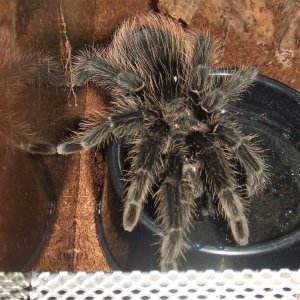 Lasiodora parahybana - Pip