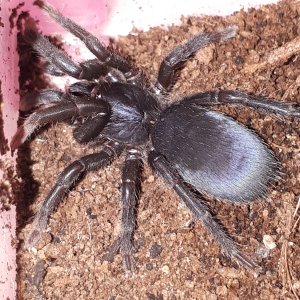 Sahydoaraneus raja