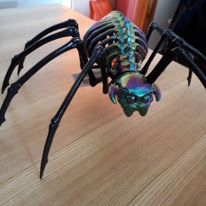 Skeleton Tarantula