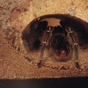 Aphonopelma seemanni from behind