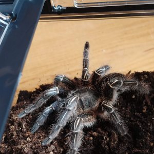 Aphonopelma seemanni pose 2