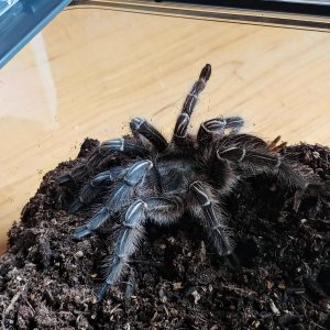 My Aphonopelma seemanni