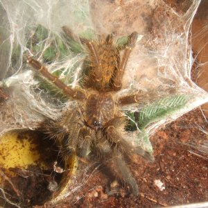 Pterinochilus murinus Tete - Maasai