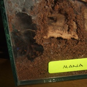 Ephebopus cyanognathus - Mana