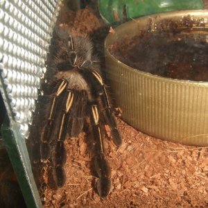 Ephebopus murinus - Amazon