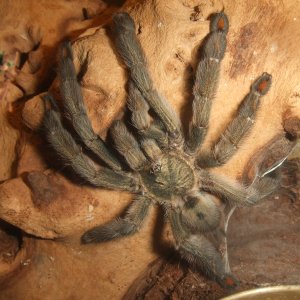 Psalmopoeus cambridgei - Filette