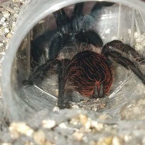 Phoebe the B. Vagans