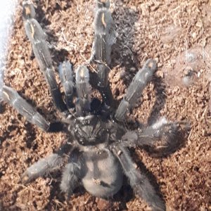 P. irminia