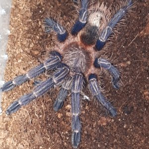 Homoeomma sp. Blue