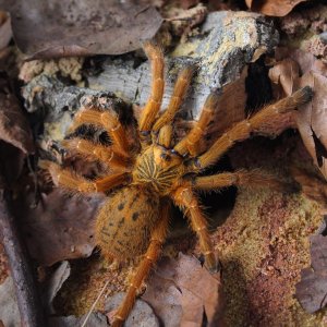 P. murinus UMV