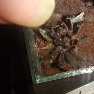 Ceratogyrus sp. Mozambique  - Niassa