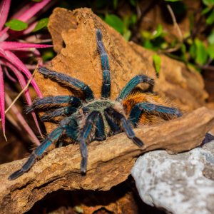 Chromatopelma cyaneopubescens