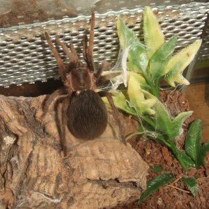 Crypsidromus sp. boquete - Chiriqui