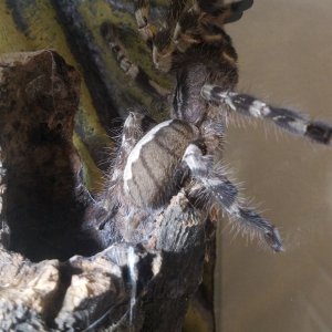 Poecilotheria regalis