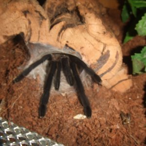 Chilobrachys sp. Kaeng Krachan - Tahm