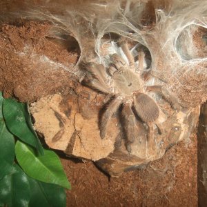 Chilobrachys huahini - Chiang Mai