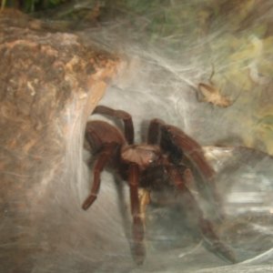 Thrigmopoeus truculentus - Ratta