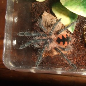 Pamphobeteus sp. machala - Cuchi