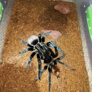 Brachypelma vagans 6" DLS Male To 5" DLS Female On 10-16-18