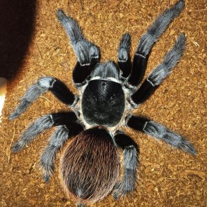 Brachypelma vagans; 5" DLS; molt date 10-6-18; Photo'd 10-11-18