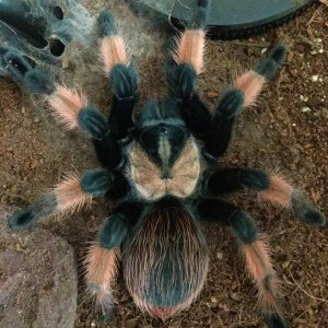 Brachypelma emilia female; 4.5 inch DLS; molt date 10-6-18; Photo'd 10-9-18