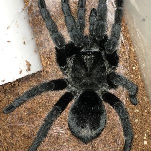 Grammostola pulchra; 4" DLS; molt date 10-15-18; Photo'd 10-16-18