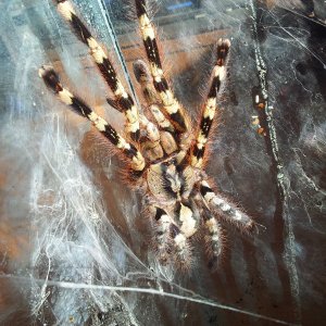 Kabira....Poecilotheria hanumavillasumica