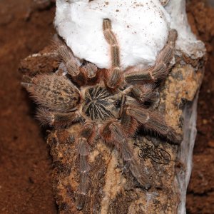 P. murinus TCF (Mozambique)