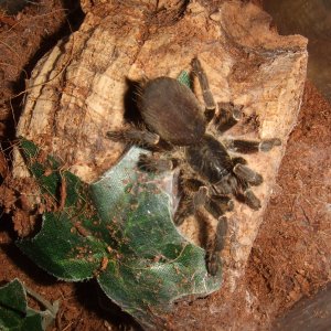 Pterinochilus chordatus - Shira