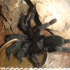 Lampropelma sp. Borneo Black - Sable