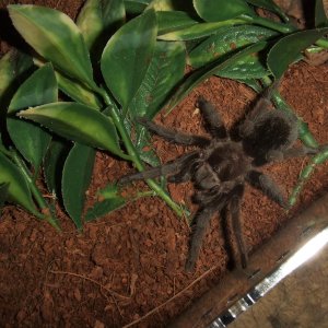 Grammostola pulchra - Massa