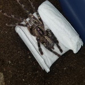 Poecilotheria ornata female