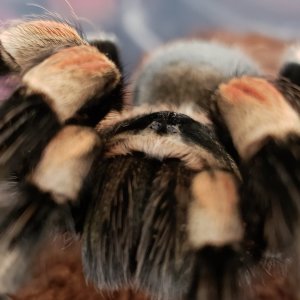 Brachypelma hamorii adult female