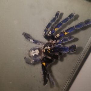 Poecilotheria metallica female