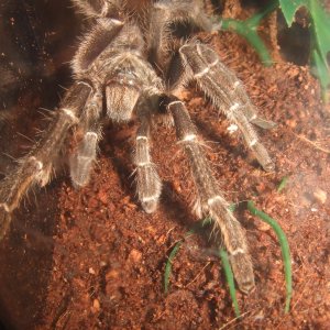 Ceratogyrus sp. Mozambique MM - Niassa