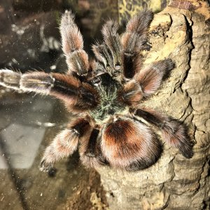 Caribena Versicolor