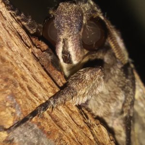 Carolina Sphinx Moth(Manduca sexta)