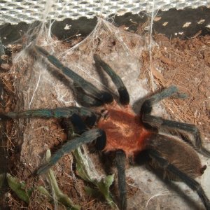 Holothele sanguiniceps - Arima