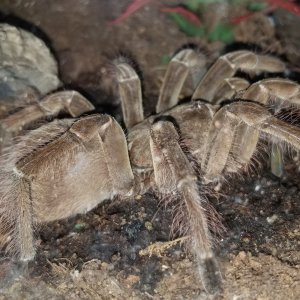 T stirmi Mindy