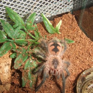 Pamphobeteus sp. machala - Cuchi