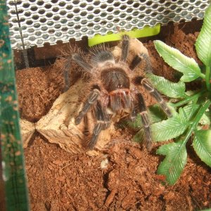 Grammostola pulchripes - Guarani