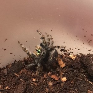 Cute jumping spider