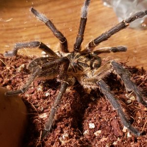 H. Pulchripes