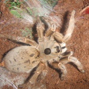 Ceratogyrus brachycephalus - Musina