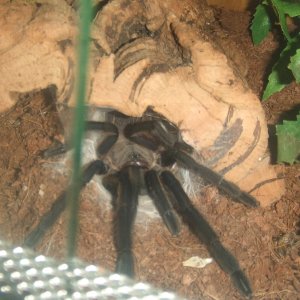 Chilobrachys sp. Kaeng Krachan - Tahm