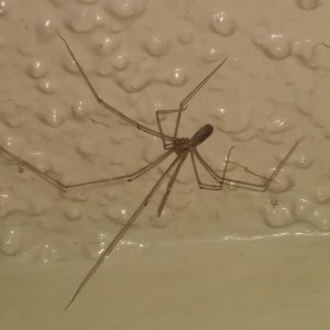 Pholcus phalangioides