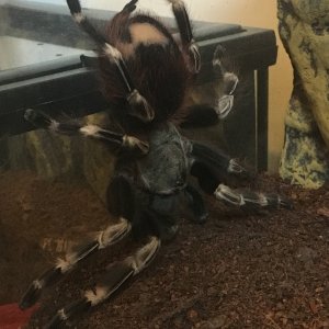 My tarantula is broken