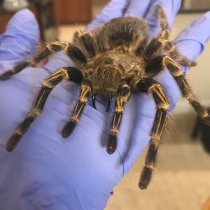 Tarantula Taxidermy