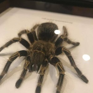 Tarantula Taxidermy