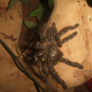 Poecilotheria ornata - Lanka